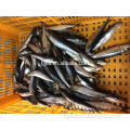 Supply frozen sardine sardinops sagax for tuna bait